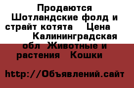 Продаются Шотландские фолд и страйт котята  › Цена ­ 5 000 - Калининградская обл. Животные и растения » Кошки   